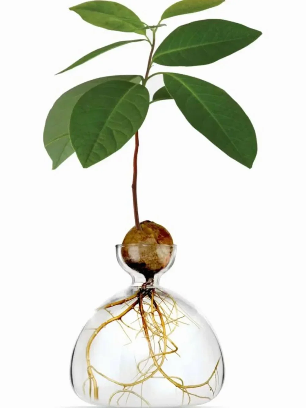 Avocado Vase - Ilex Studio - NIB